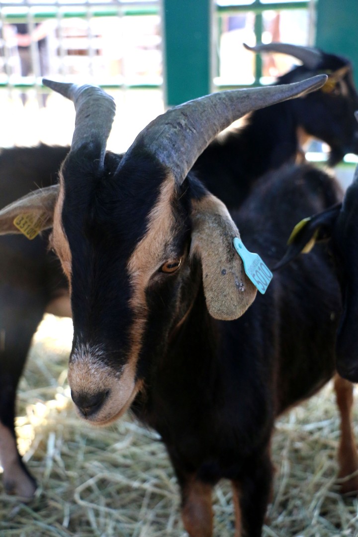 La Junta crea un programa sanitario pionero en España para luchar contra la agalaxia contagiosa en el sector ovino y caprino