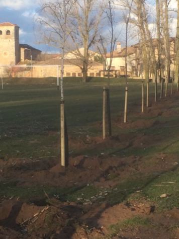 Foto Plantación árboles Riaguas. Marzo 2018 (2)