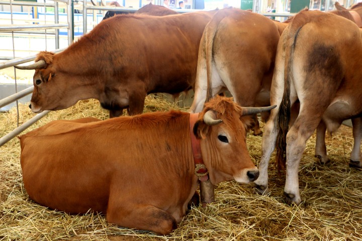 Castilla y León convoca las ayudas a la reposición de ganado con una dotación de 200.000 euros